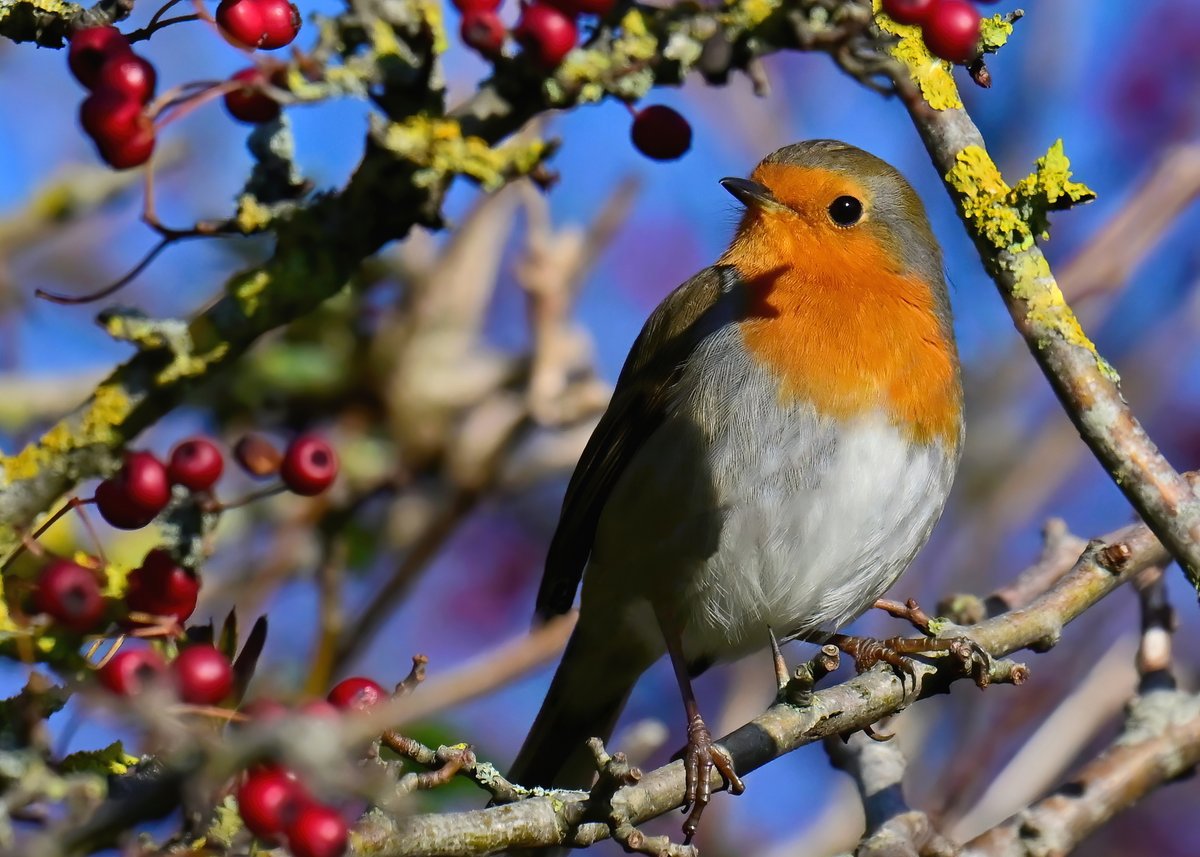 Carl Bovis tweet media