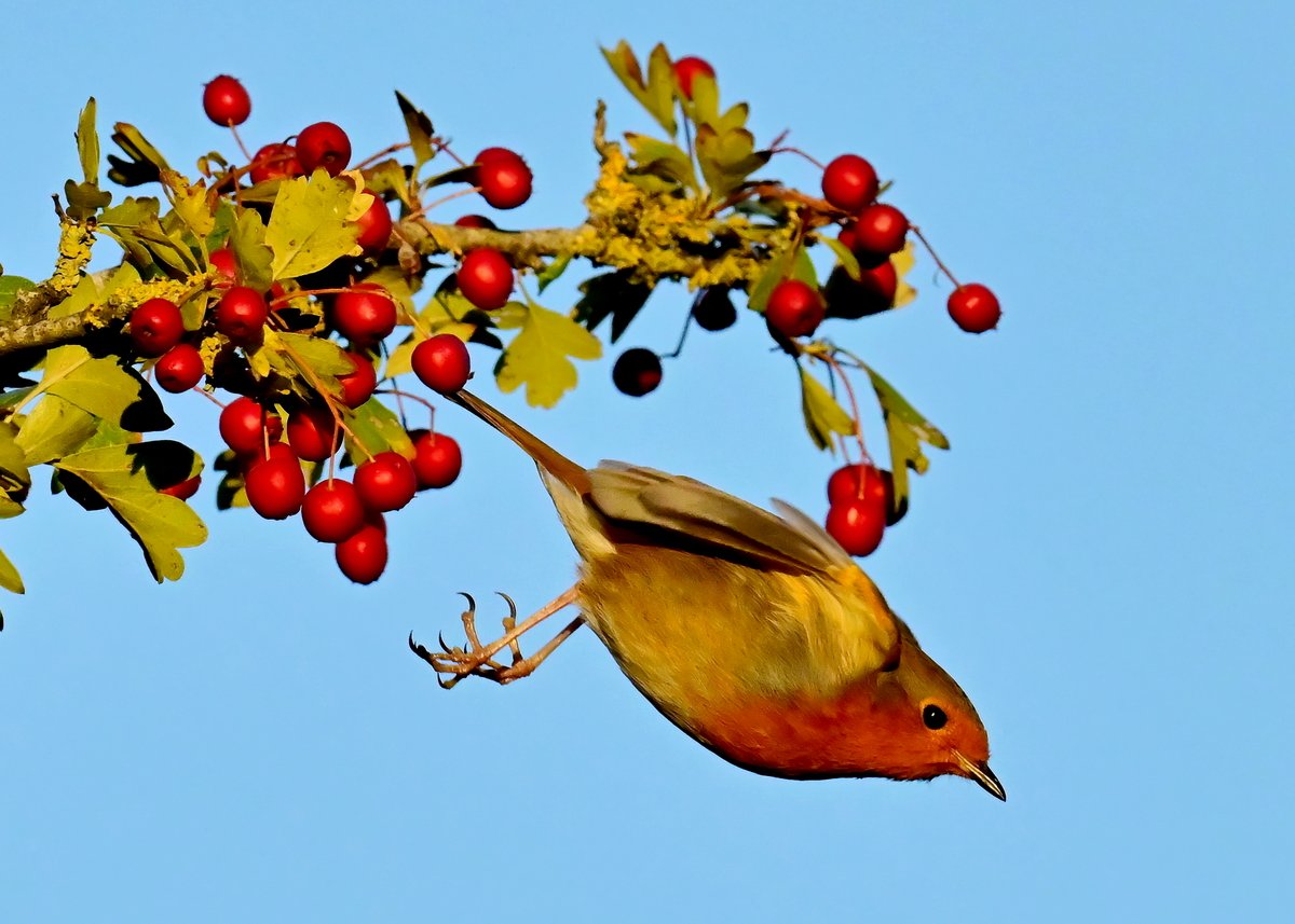 Carl Bovis tweet media