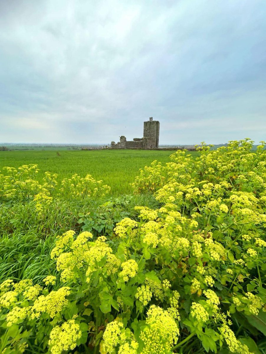 ThisIsIreland3's tweet image. 📍Baldongan Church Ruins &amp;amp; cemetery, County Dublin 🇮🇪 ⛪

World of Nature in vivid changing colours; Of sorrows battlegrounds and of splendid past 💚

📸 Mad about Ireland

#Dublin #Ireland #Baldongan #History #Chruch #Nature