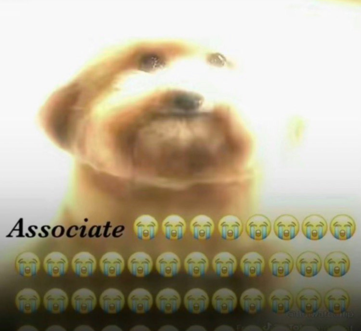 HoosMuse (16-0) tweet media