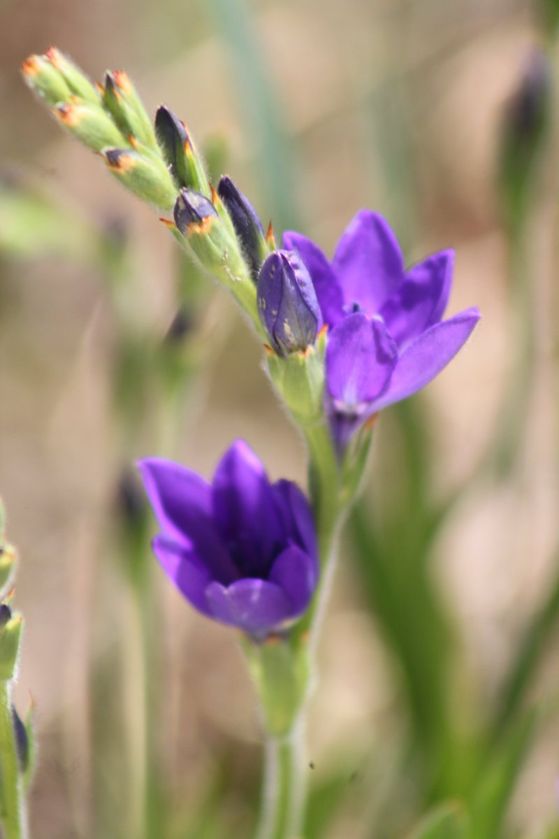 Awa Ai yosino tweet media