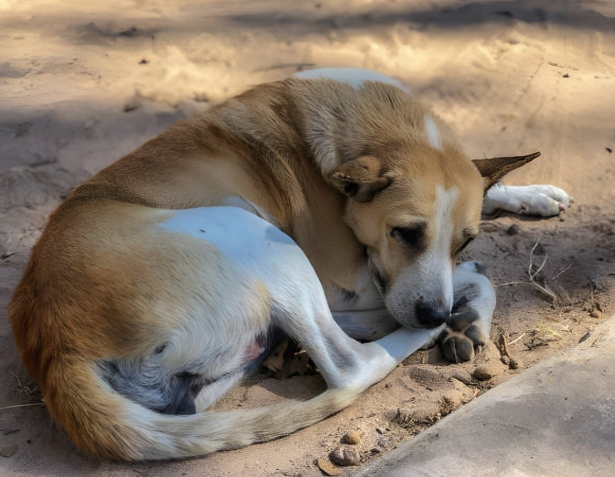 Antonio Acuña Paniagua tweet media