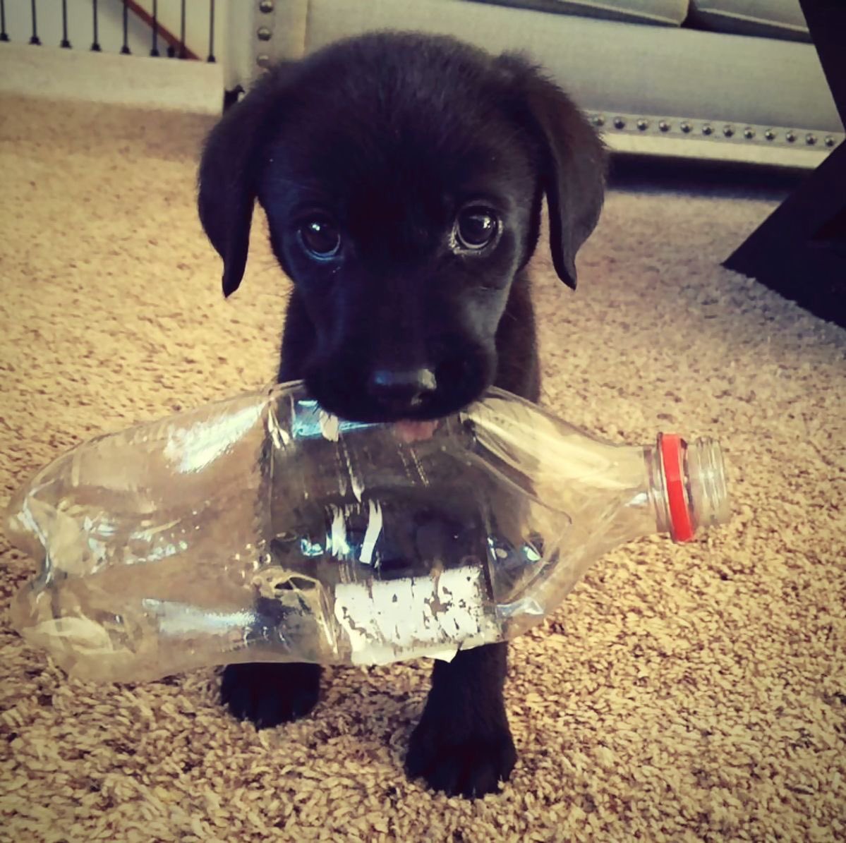 SiliGremlin tweet media