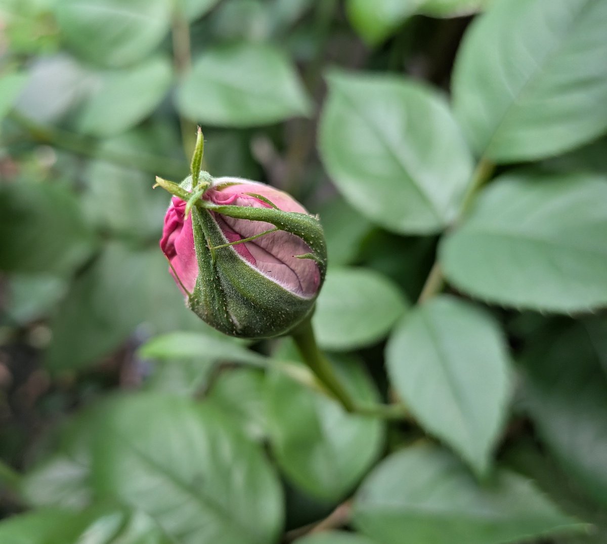 おはようございます。月曜日です。薔薇の蕾の間引きが大変です。