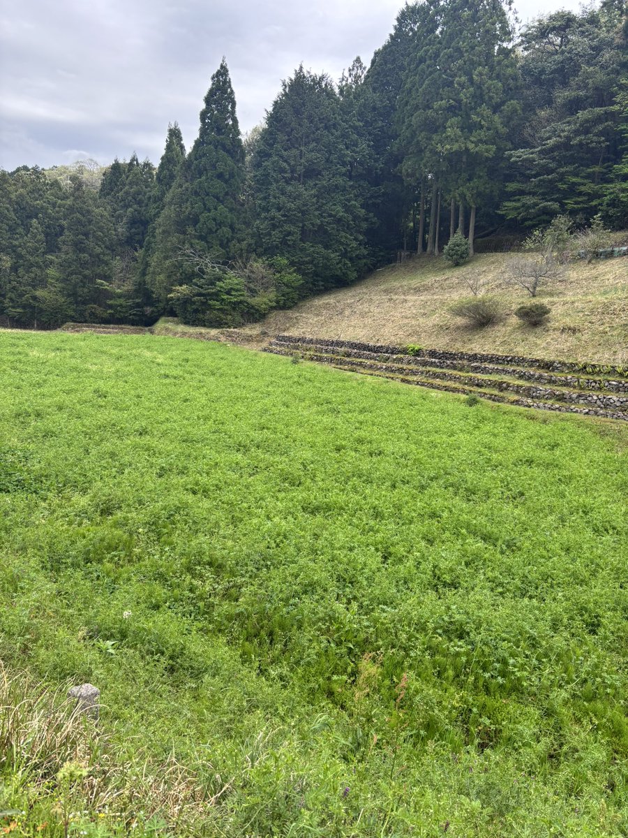 おはようございます🍯🐝🥰
島根県浜田市の今朝は、くもり

蜂場近くの畑では、ヘアリーベッチが咲き始めています
土壌を良くしてくれますし、雑草も生えにくい優秀です
そしてもちろん！ミツバチ🐝たちの蜜源となります(*´꒳`*)

#企業公式が毎朝地元の天気を言い合う