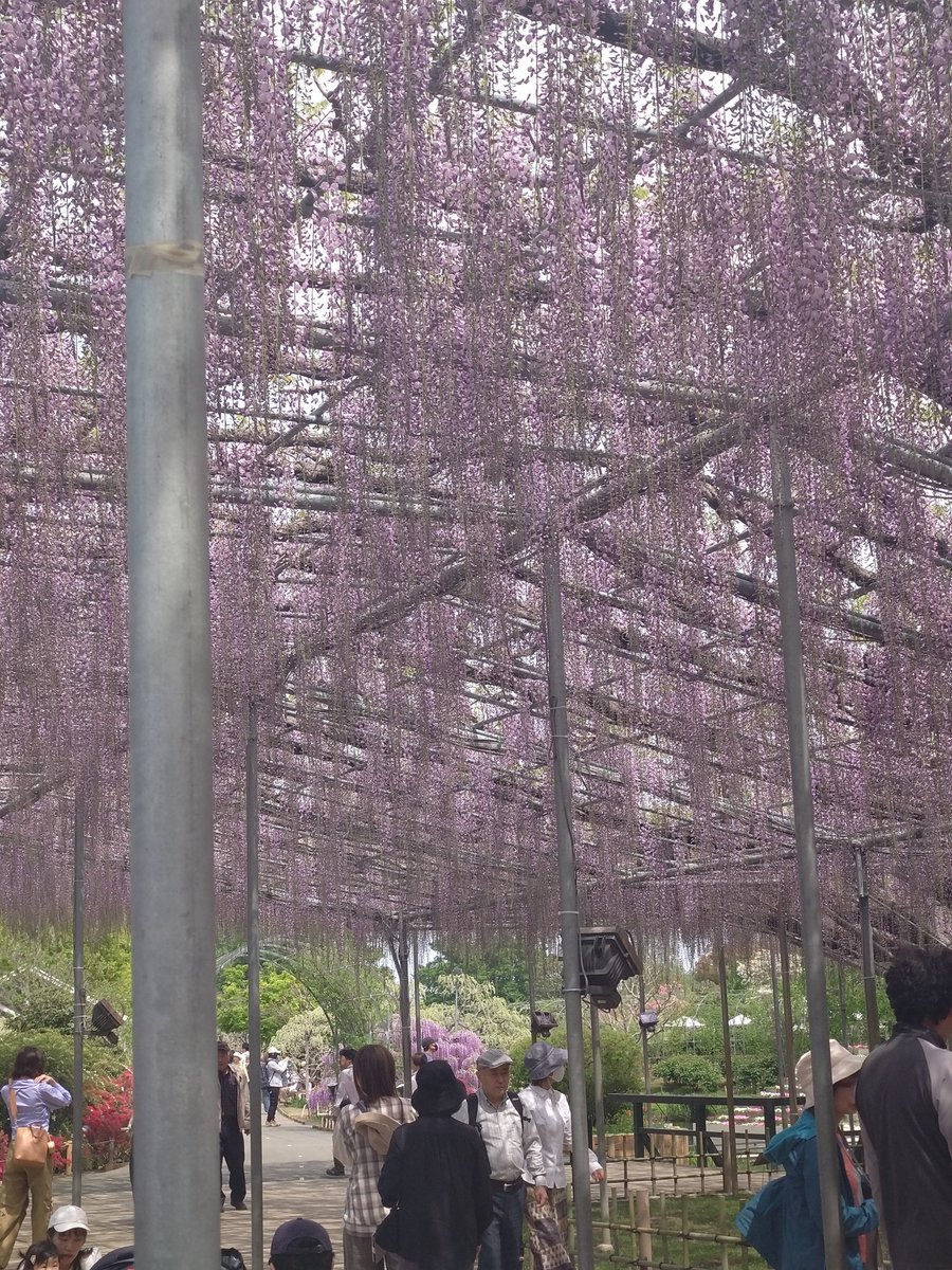 織ちゃん tweet media