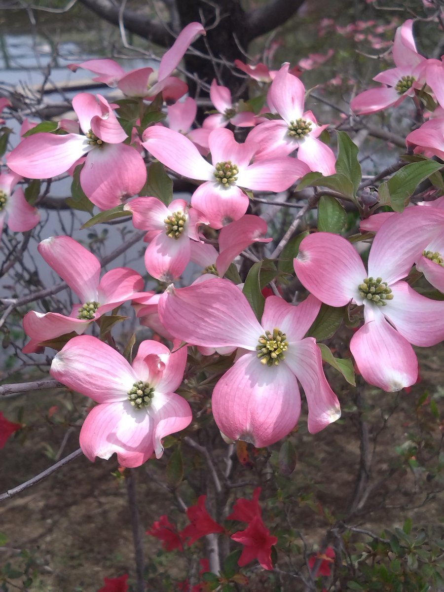 織ちゃん tweet media