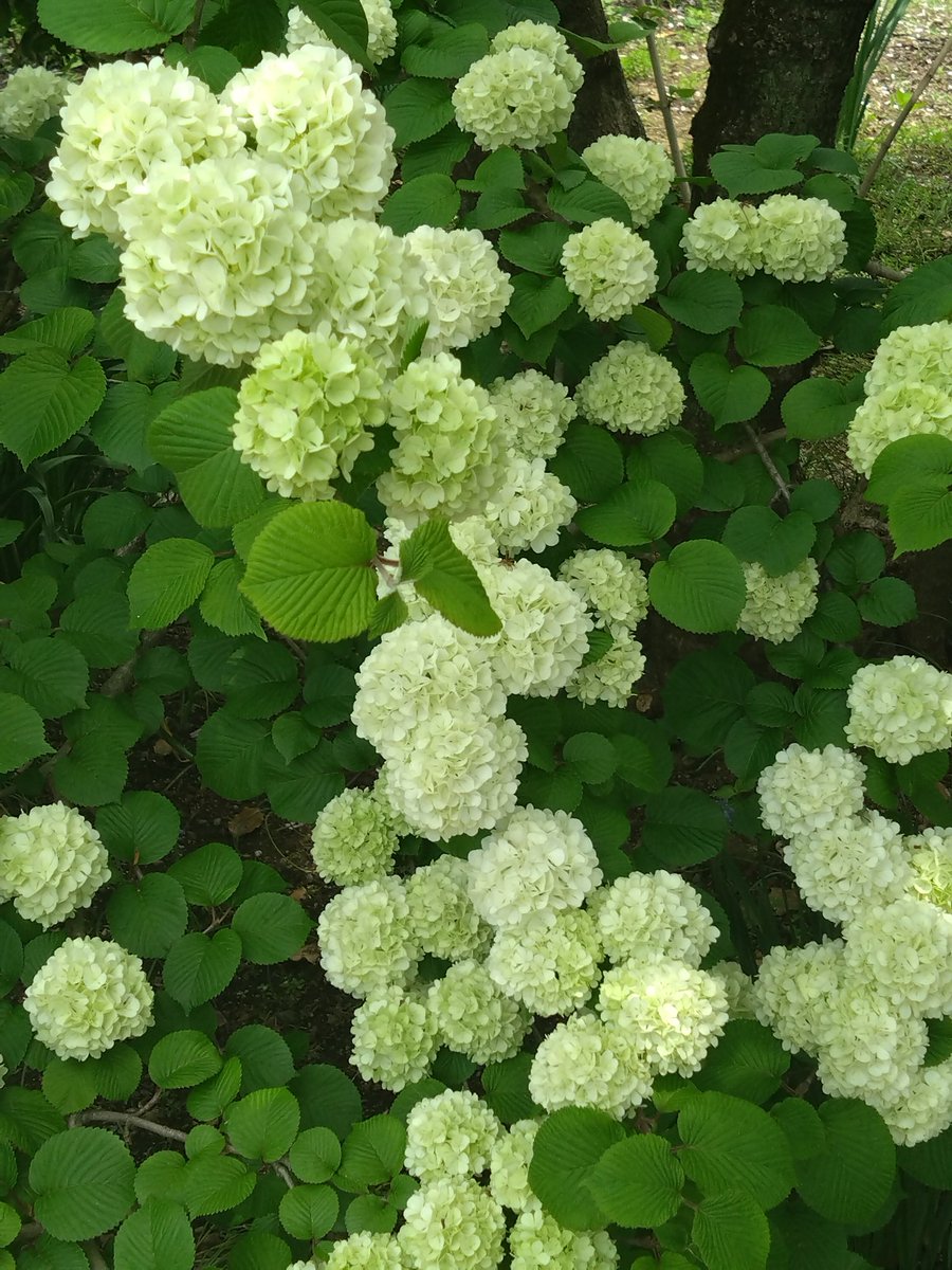 織ちゃん tweet media