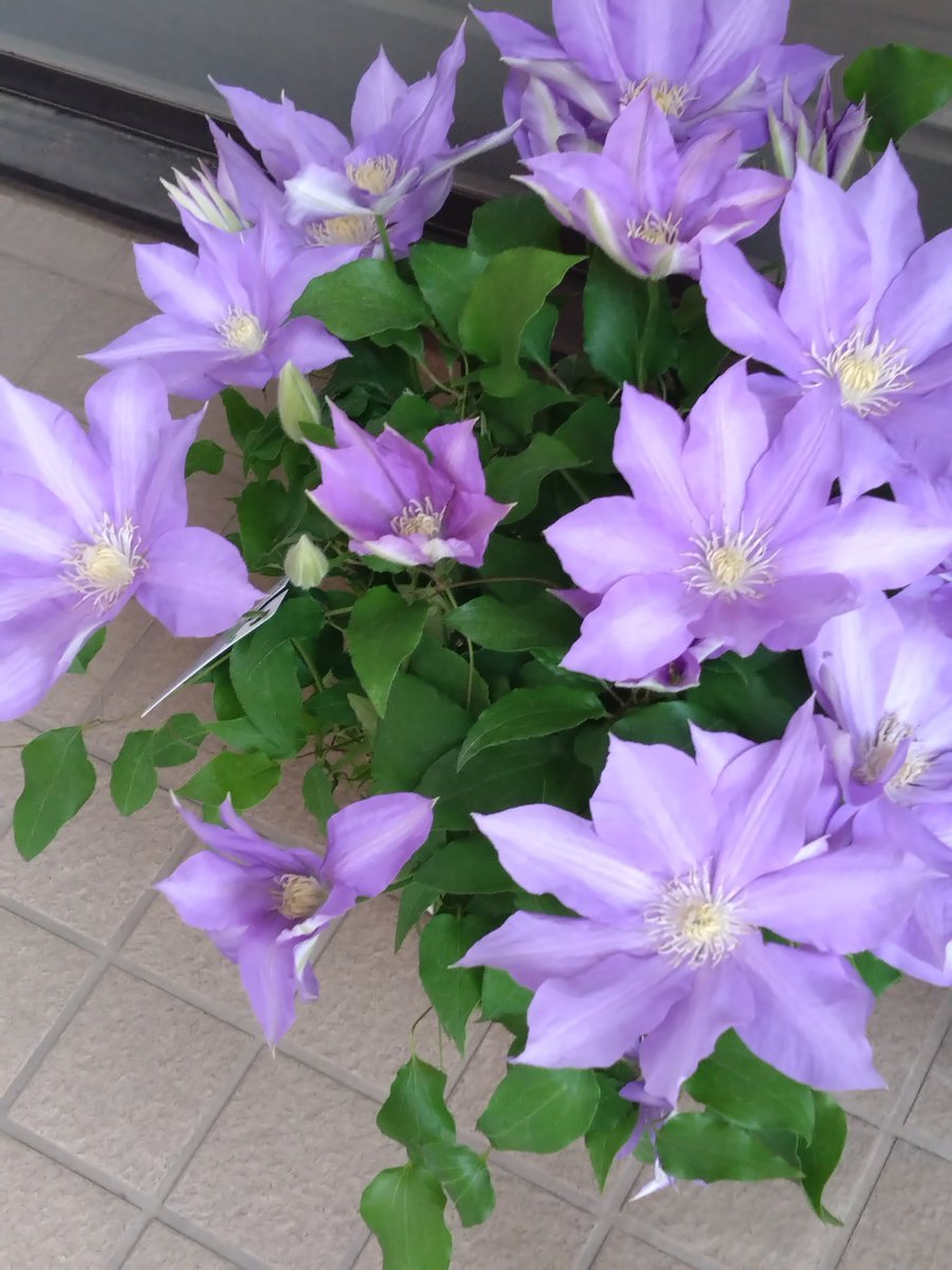 織ちゃん tweet media