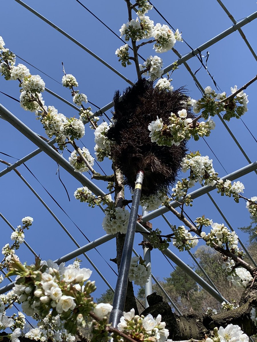 POP＠脱サラ農家 tweet media