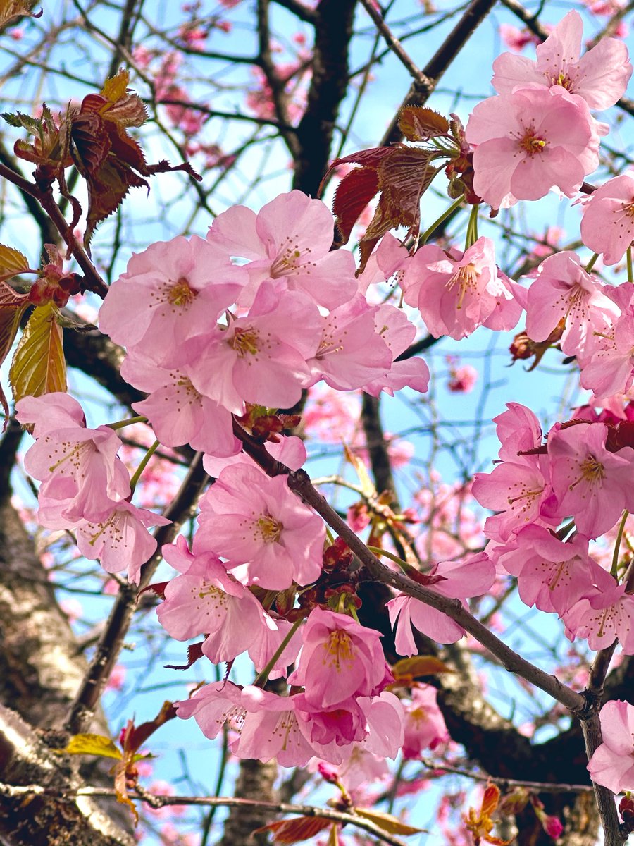 精神科医Dr.Snowman 〜Since 2010〜 tweet media