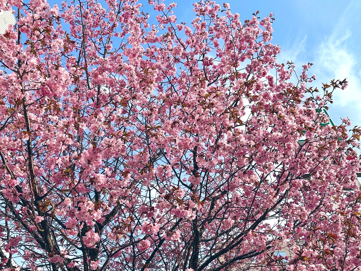 精神科医Dr.Snowman 〜Since 2010〜 tweet media