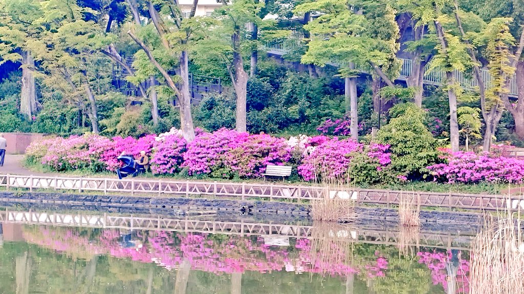 薄曇りで快適
歩きやすくて今日は長めに🚶ﾃｸﾃｸ

さやの湯の藤が
今とってもキレイに咲いてる💜

公園のキショウブもいつの間に😚
水面に映るツツジ✨
池はしんと静か
早く会いたいなあ🦆🐣😊

おはようございます
よい一日になりますように🍀

#板橋の春