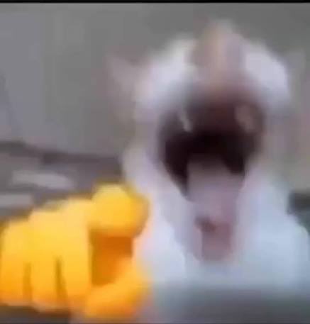 Templário de Suspensório tweet media