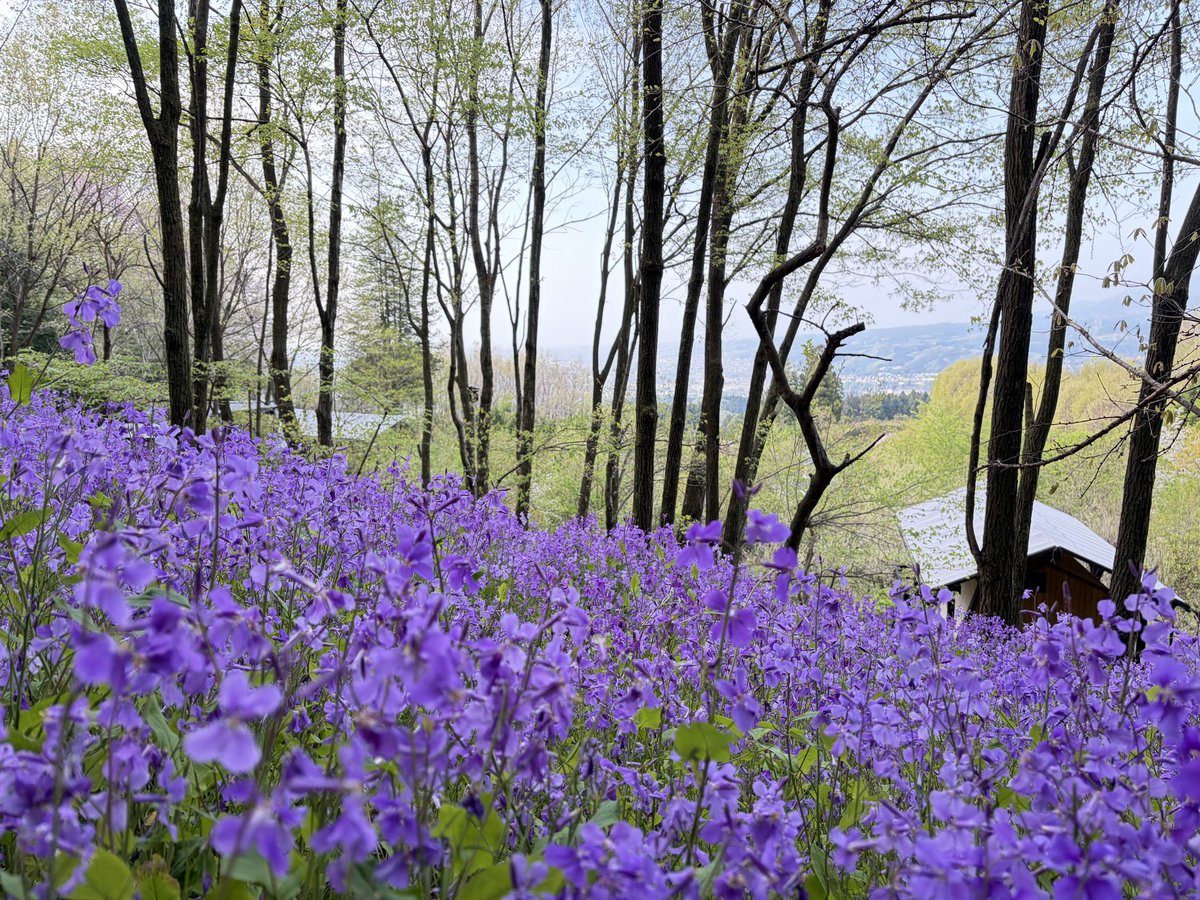 OZ★Go Camping with PAO tweet media