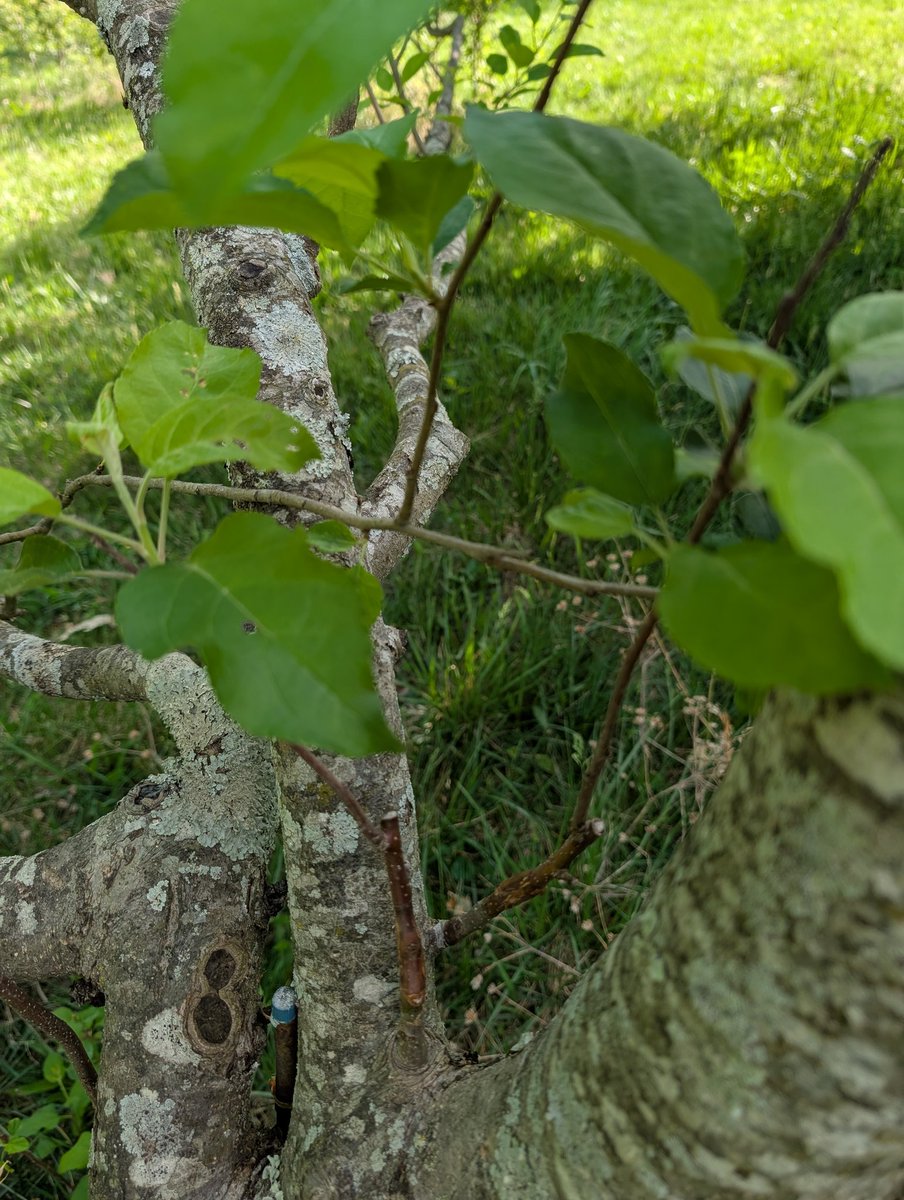 bgcts's tweet photo. 4 of @simoningall apple grafts from last spring on a single tree are strong this year. New ones I took this Jan from MN seem to be doing well so far. Hopefully they will burst soon. https://t.co/eufcDbVnO1