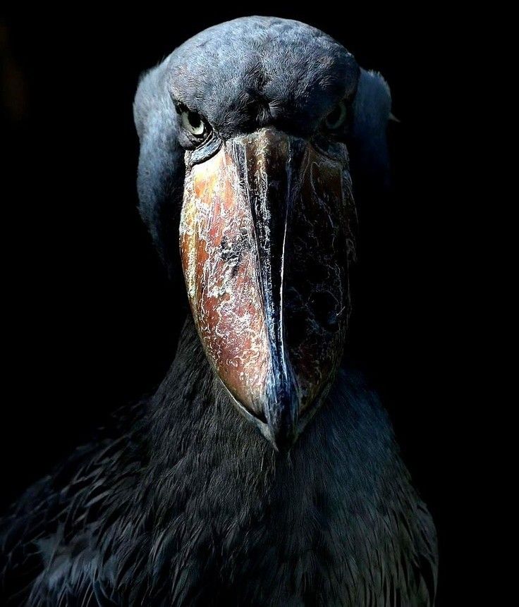 karen novia de ale tweet media