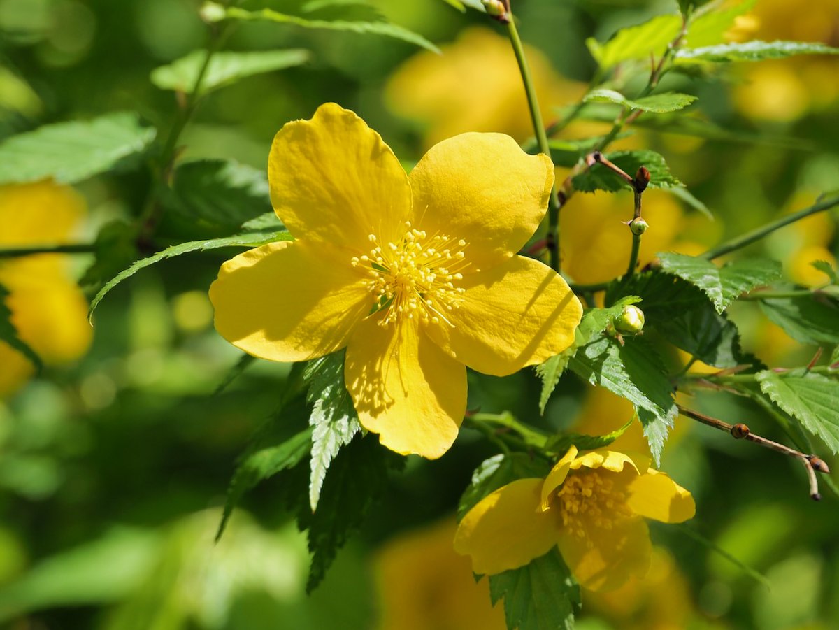 backyard822's tweet image. ヤマブキ
#flower #TLを花でいっぱいにしよう