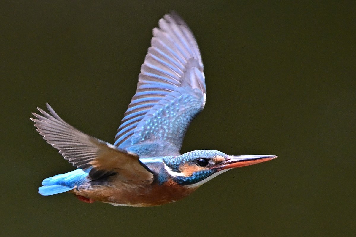 o_tac_evo's tweet image. Kingfisher

NIKKOR Z 600mm f/4 TC VR S at 840mm
F5.6 1/2500 ISO1100
Nikon Z9 Ver. 5.32 w/Tripod
Sachtler FSB8MKII on RRS TVC-34L Mk2
HOLOSUN HS510C 
#holosun #lenscoat #sachtler #rrs #ReallyRightStuff #nikkor #nikon #znikkor #z9 #unstoppable #magpul #kingfisher
