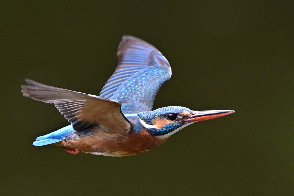 o_tac_evo's tweet image. Kingfisher

NIKKOR Z 600mm f/4 TC VR S at 840mm
F5.6 1/2500 ISO1100
Nikon Z9 Ver. 5.32 w/Tripod
Sachtler FSB8MKII on RRS TVC-34L Mk2
HOLOSUN HS510C 
#holosun #lenscoat #sachtler #rrs #ReallyRightStuff #nikkor #nikon #znikkor #z9 #unstoppable #magpul #kingfisher