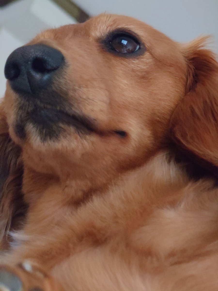 ラッキー tweet media