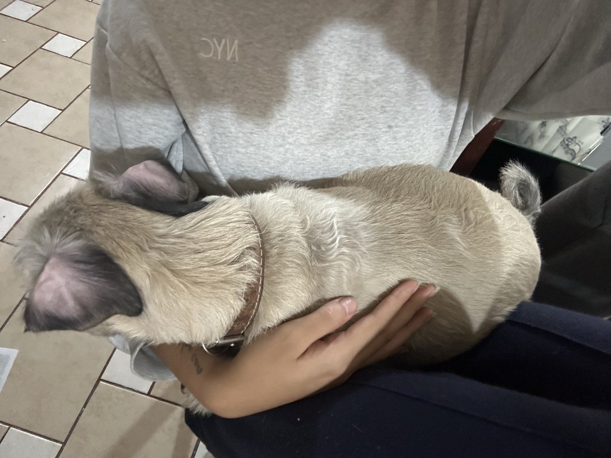 Amo los perritos