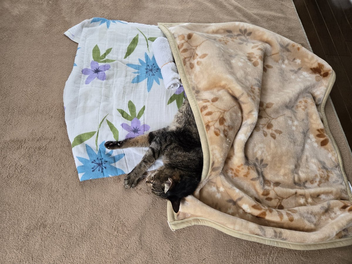 サフラン tweet media