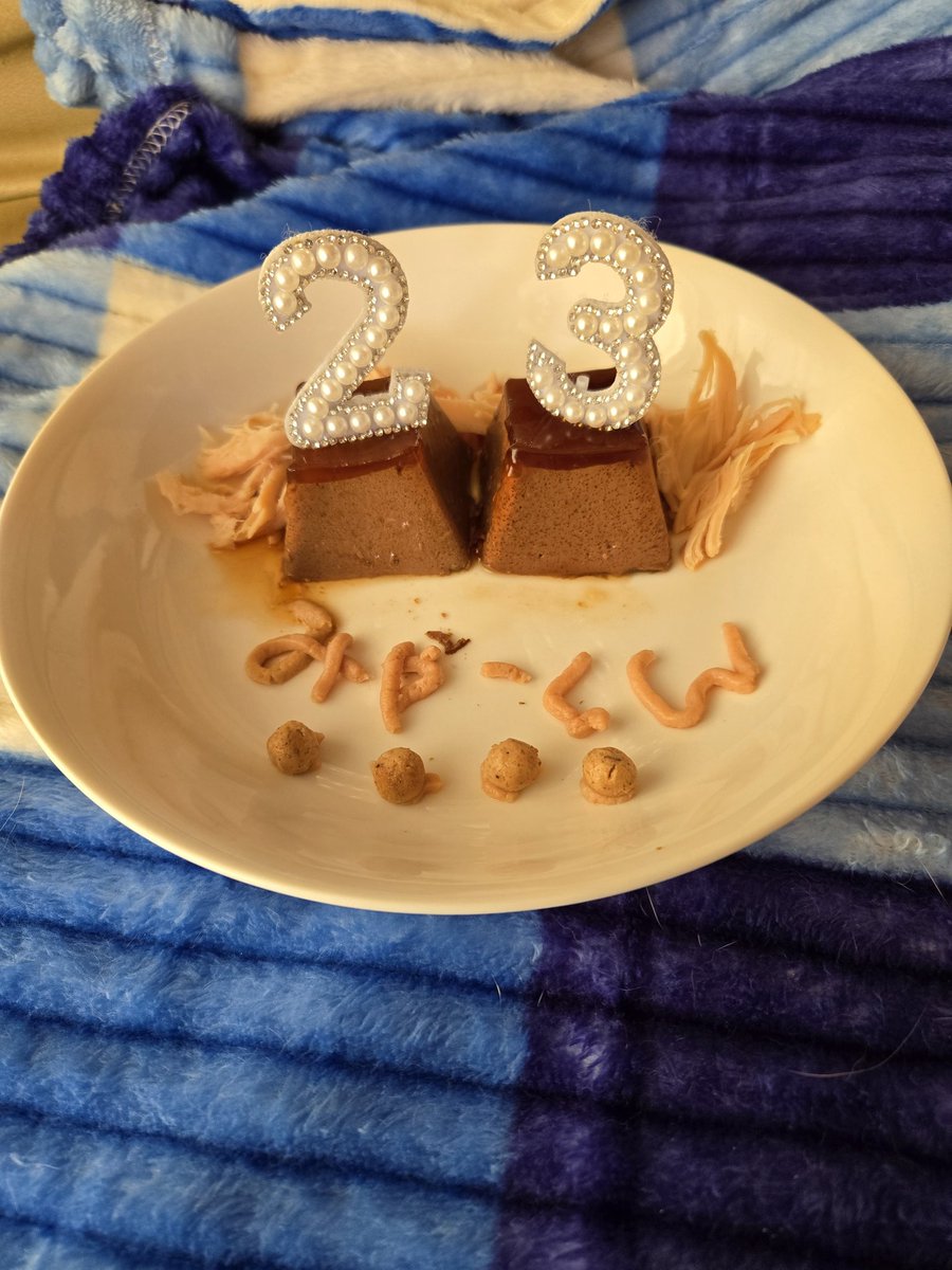 猫島猫美 tweet media