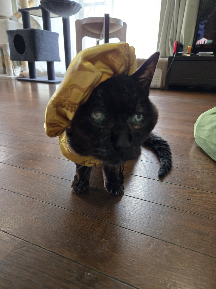 猫島猫美 tweet media