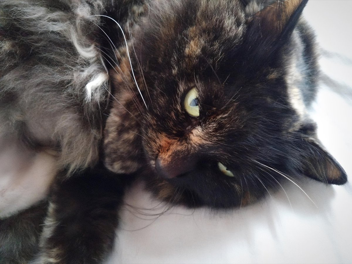 花猫 𖧷⁺.˖*（低浮上） tweet media