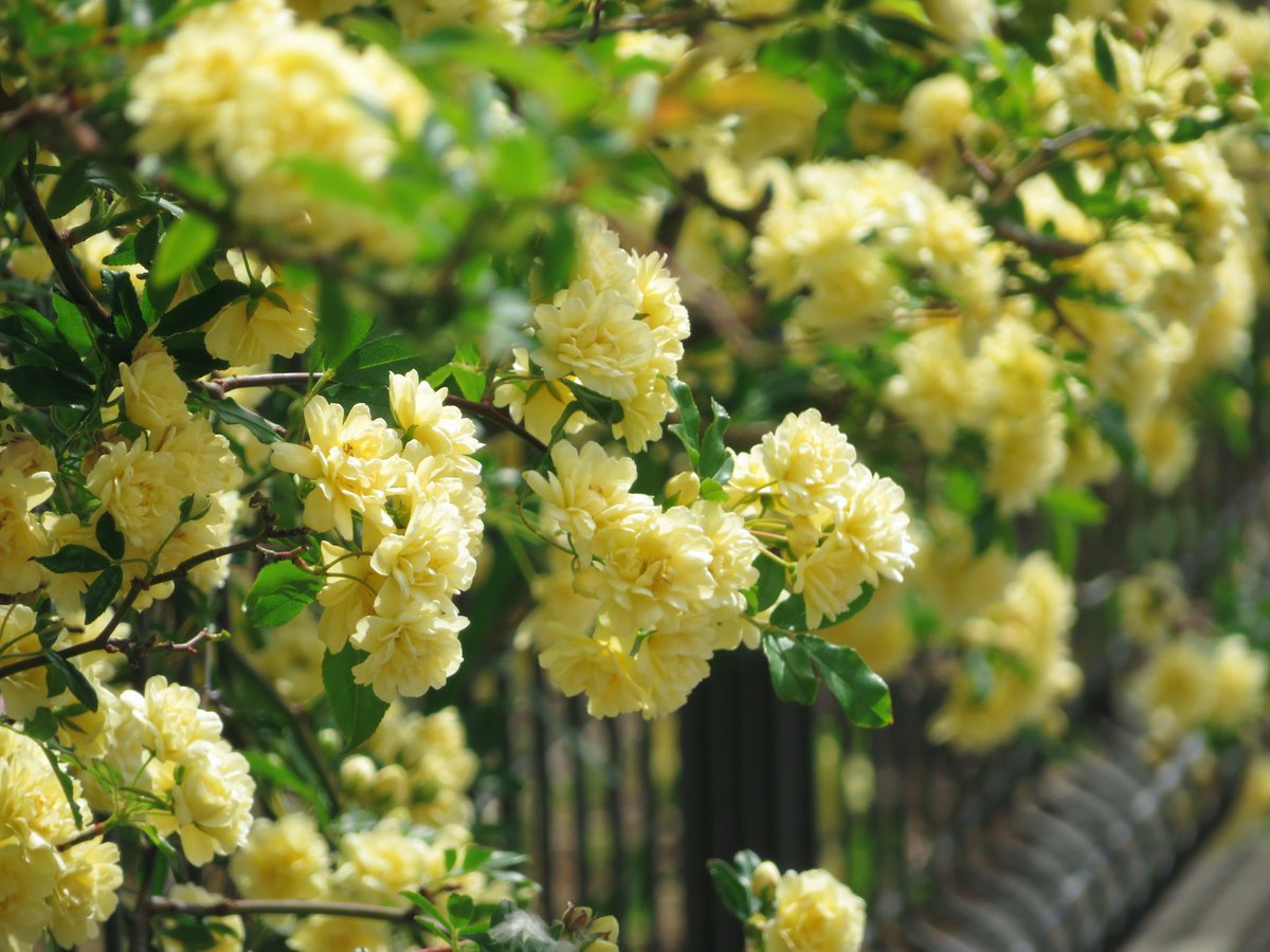 花猫 𖧷⁺.˖*（低浮上） tweet media