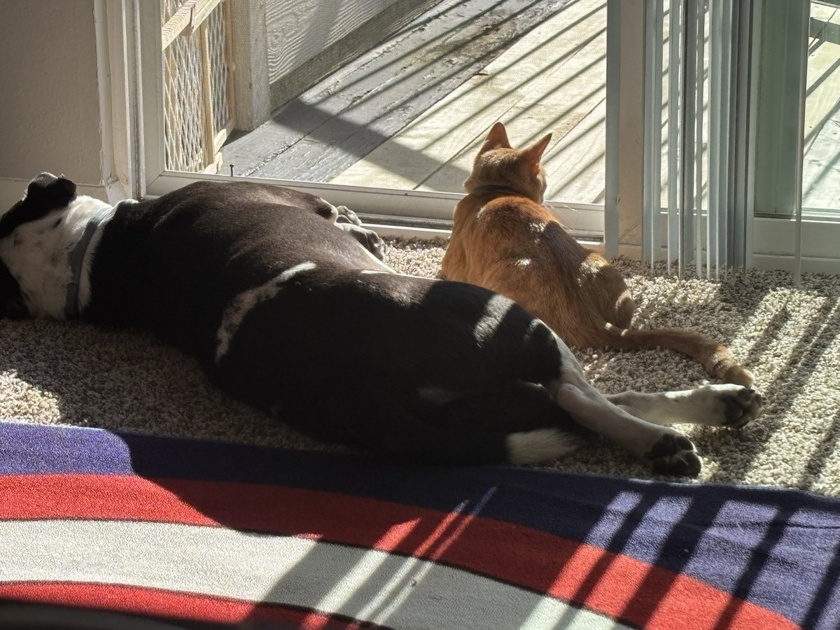 El Jafel tweet media