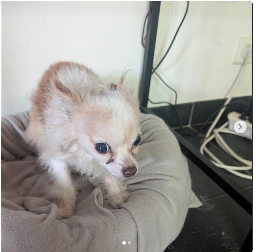 ATHOS YORKSHIRE tweet media