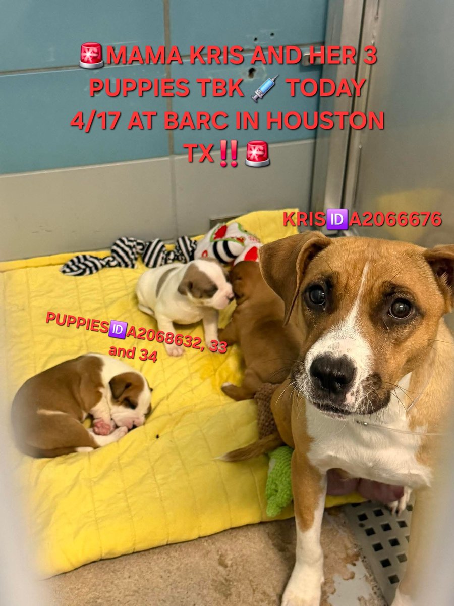ChrisMichaels74's tweet image. 🚨KRIS AND HER PUPPIES ARE STILL IN DANGER OF EUTHANISIA FOR TOMORROW 4/20 AT BARC IN HOUSTON TX‼️🚨
#BARC #houston #texas #dogs #shelterdogs #AdoptMe #AdoptDontBuy #adoptdontshop #FosterMe #fosterssavelives #fostersneeded #foster #pledgetocover #pledge4rescue #PLEDGE