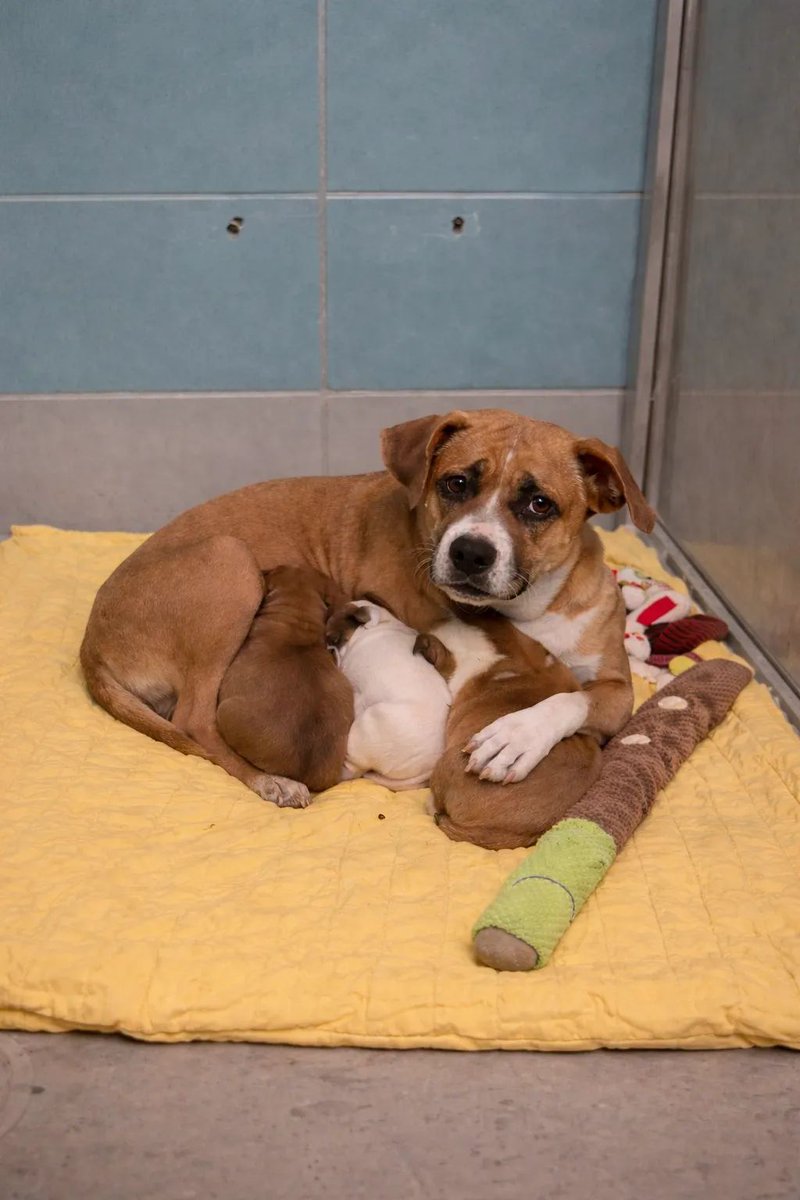 ChrisMichaels74's tweet image. 🚨KRIS AND HER PUPPIES ARE STILL IN DANGER OF EUTHANISIA FOR TOMORROW 4/20 AT BARC IN HOUSTON TX‼️🚨
#BARC #houston #texas #dogs #shelterdogs #AdoptMe #AdoptDontBuy #adoptdontshop #FosterMe #fosterssavelives #fostersneeded #foster #pledgetocover #pledge4rescue #PLEDGE