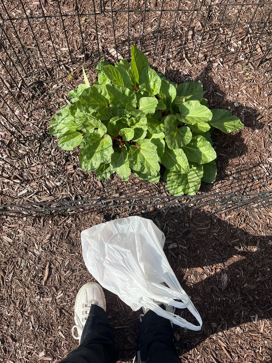10MinDQ's tweet photo. #SundayThings
Love a great omelette.
90 minutes and 2 buckets of weeds pulled. Just made a dent. 😳
Off to the pantry for walk and weekly donation.
Only 1/3 of a bag of trash… probably because everyone was mowing. https://t.co/F8zjtUMYT5