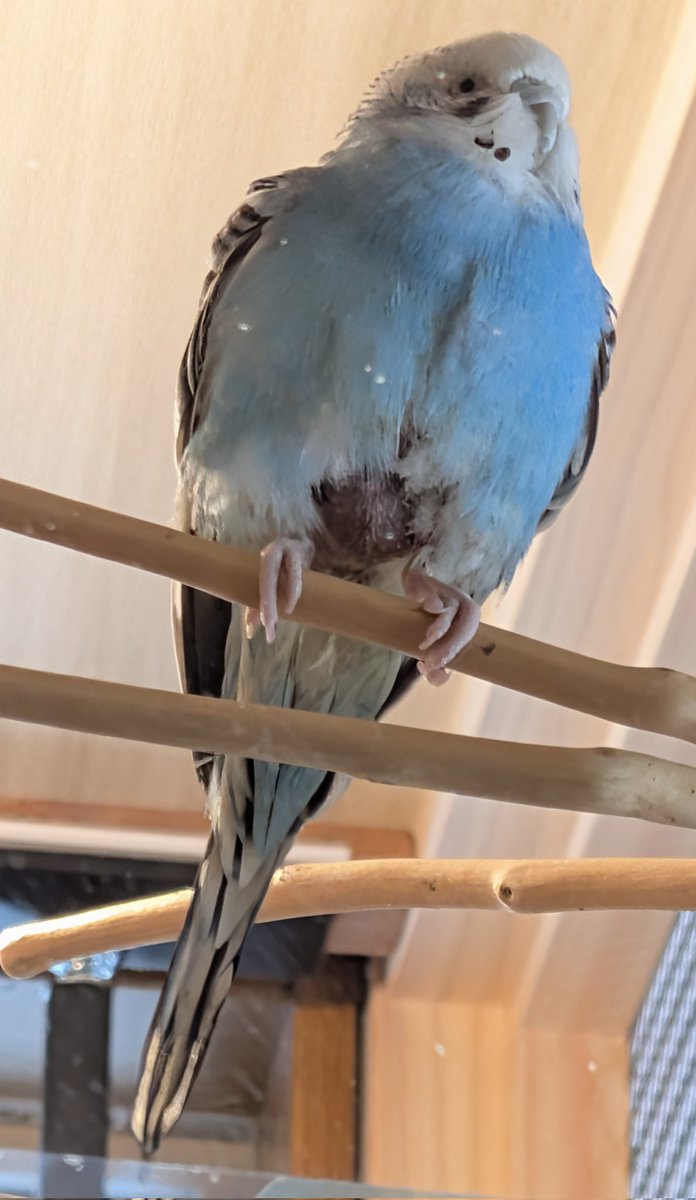 かずきよ tweet media