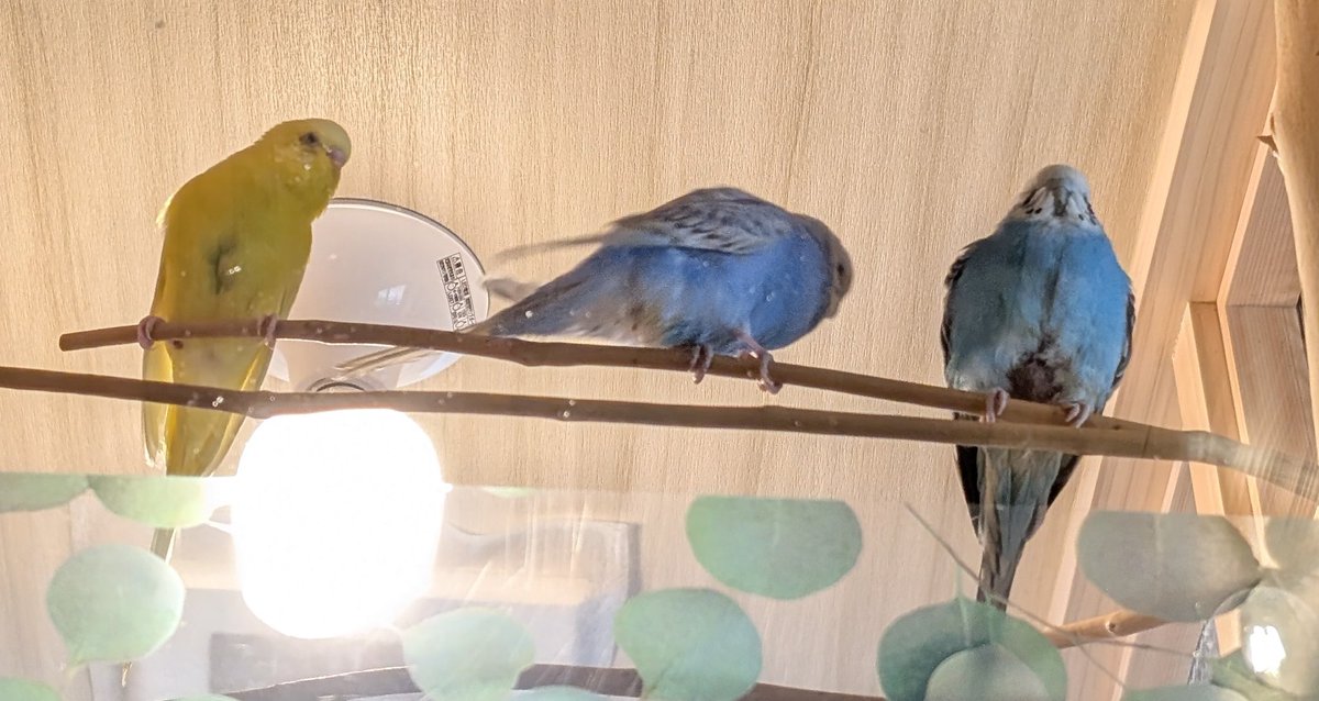 かずきよ tweet media