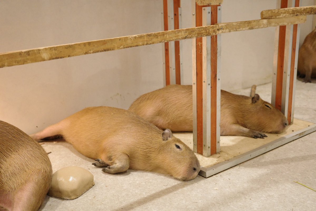 まったりーず

#カピバラ #capybara #アニタッチ #アニタッチ東京ドームシティ