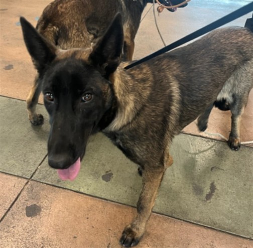 8415_n's tweet image. THELMA #A2263432
5m.-2yo.#malinois #BelgianMalinois #malinoispuppy #malinoislover #malinoisrescue

Prob barely 1️⃣ yo.
Photo seems to indicate she was surrendered w/ another malinois pup.
We're waiting for intro video(s).
#EastValley #VanNuysCA #losangeles #la #SoCal
@Iza_2021