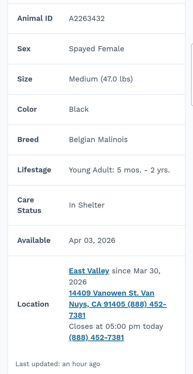 8415_n's tweet image. THELMA #A2263432
5m.-2yo.#malinois #BelgianMalinois #malinoispuppy #malinoislover #malinoisrescue

Prob barely 1️⃣ yo.
Photo seems to indicate she was surrendered w/ another malinois pup.
We're waiting for intro video(s).
#EastValley #VanNuysCA #losangeles #la #SoCal
@Iza_2021