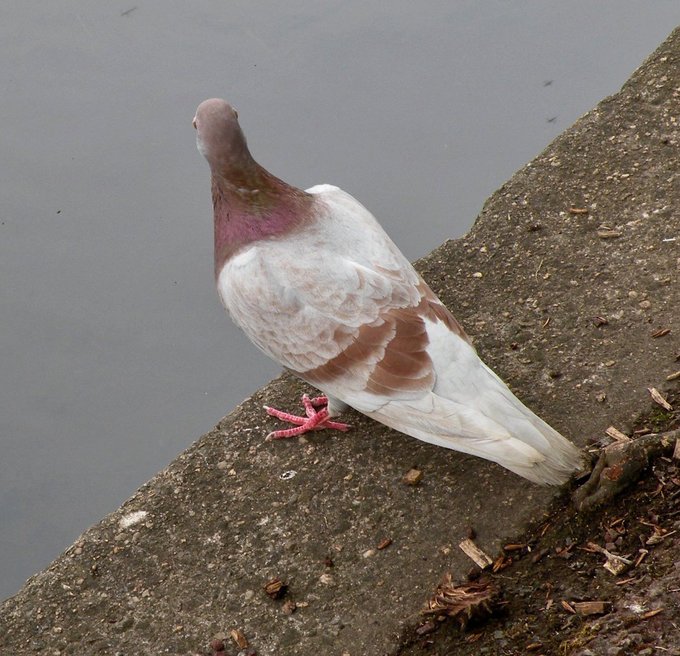 a_london_pigeon's tweet image. 📷  sally garland @florestaqueen  #June2018 
Rather handsome Pigeon .. wouldn’t turn his head, but showing off lovely soft colouring #Torquay #Devon