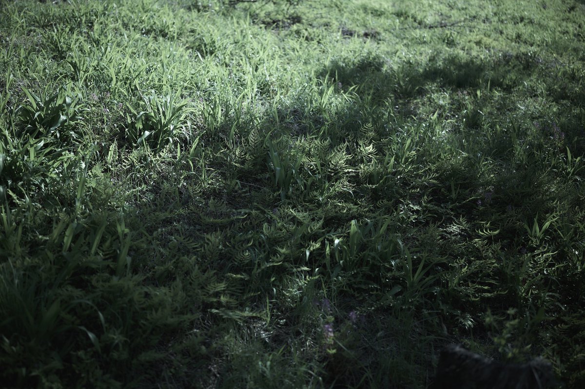 room49plus's tweet image. おはようございます
#Sigma #SigmaLens #ArtLens #Iseries #landscapephotography #streetphotography #sigmafpl #35mmf14dgIIArt
