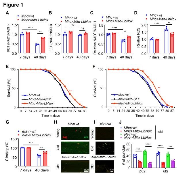 agingdoc1's tweet photo. Extension of Lifespan and Amelioration of Alzheimer's Disease Phenotypes by Genetic Manipulation of Mitochondrial NAD+/NADH Ratio

https://t.co/m8K1Tm9sIR https://t.co/SU85G9FsgW