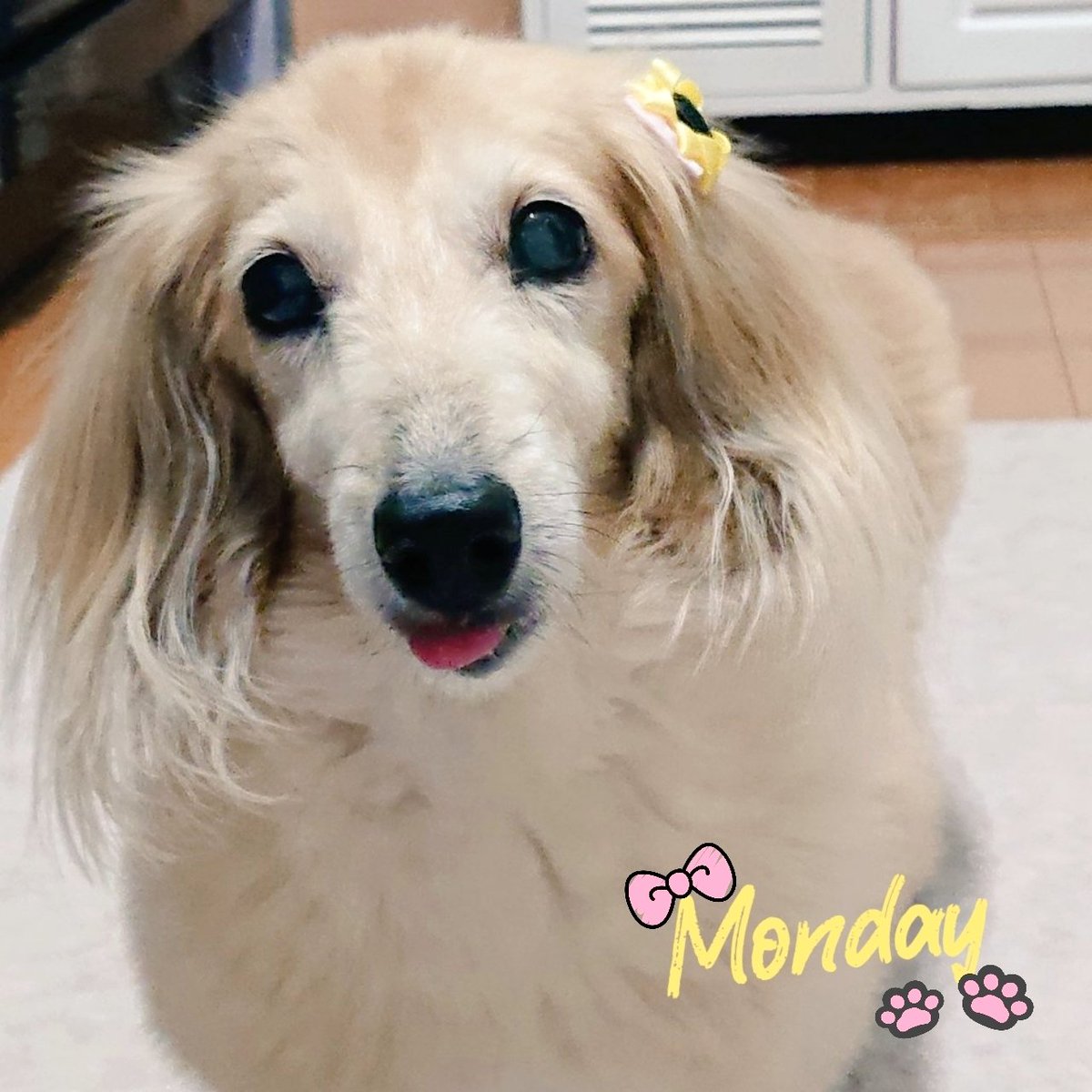 リボン tweet media