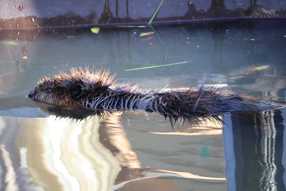 photo_beaver's tweet image. 浮かぶイガグリ

#アメリカビーバー
#beaver 
#ヨーデルの森