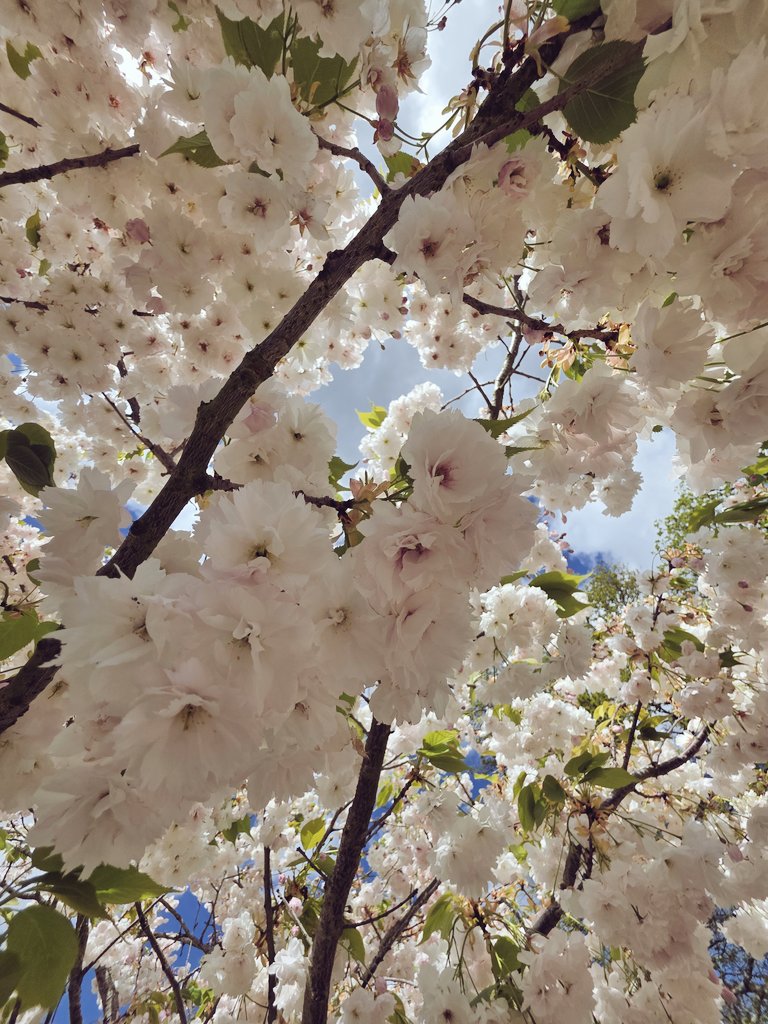 Rachael67947693's tweet image. Proof we should look up more! 
Night all, sleep well 😴 
#garden #flower #cherryblossom #nature
