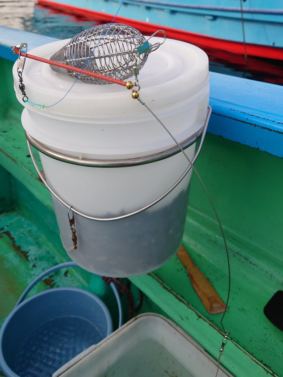 mika🎣rin@ビックワンのために筋トレ中 tweet media