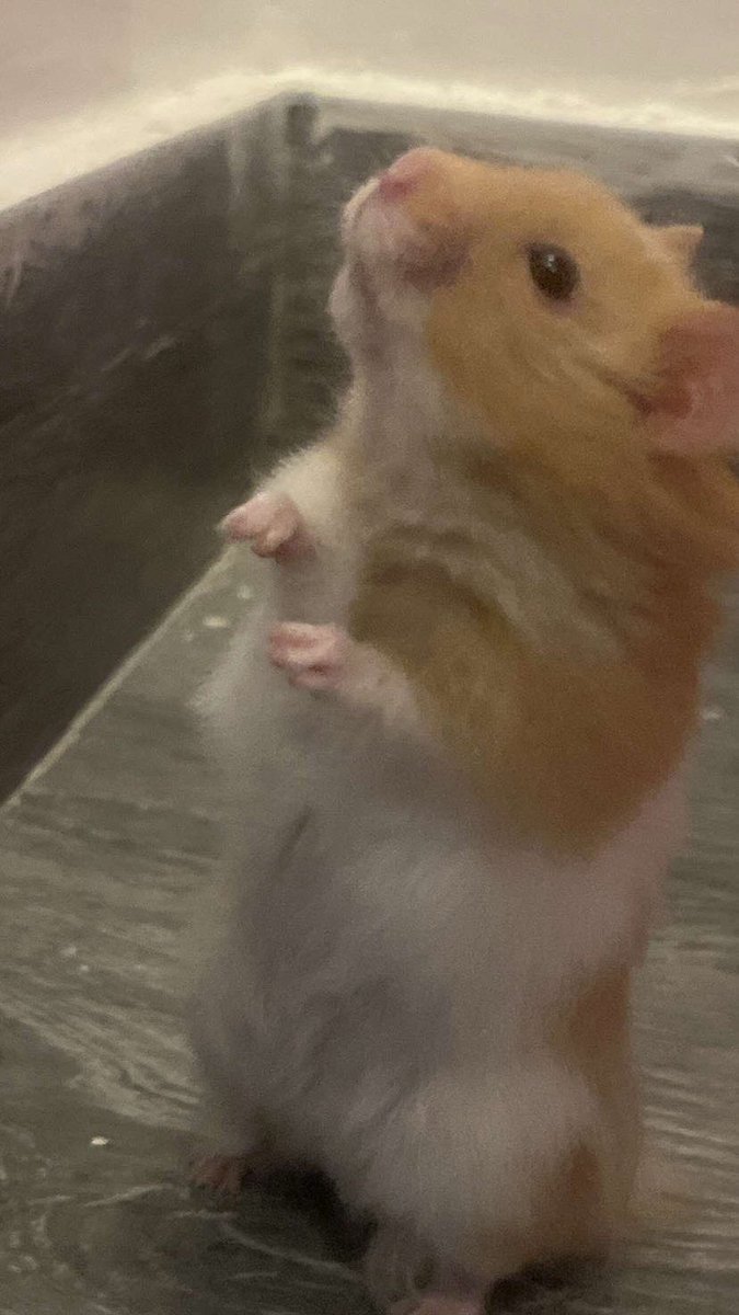 لميس tweet media