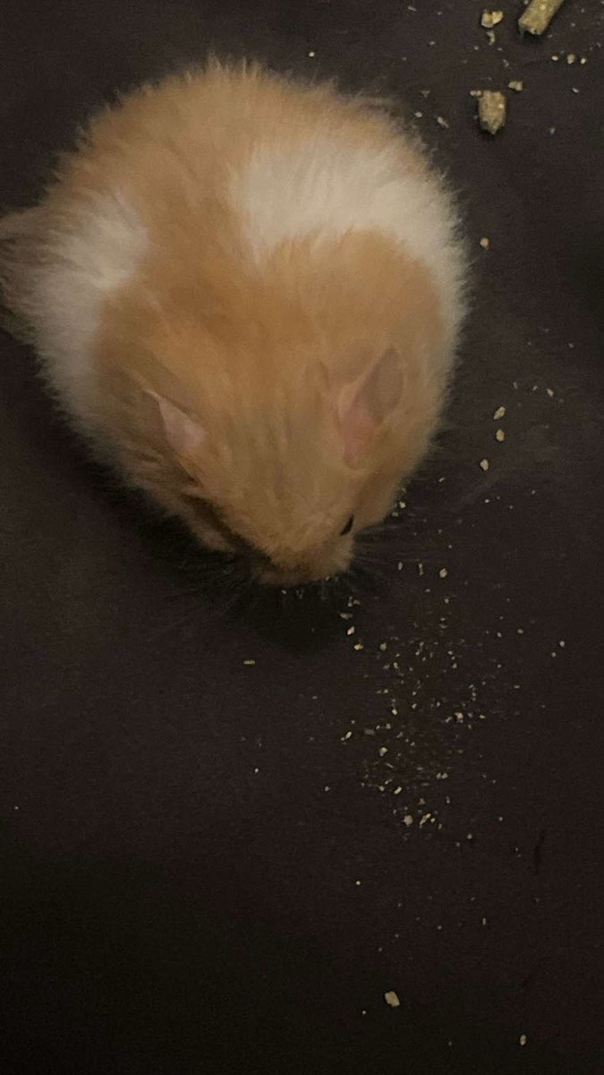 لميس tweet media